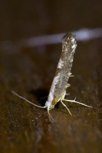 Argyresthia spinosella